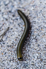 beach worm