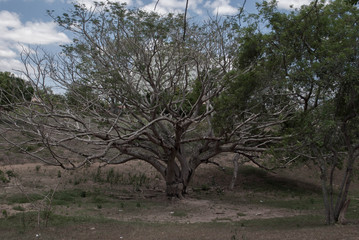 dry tree