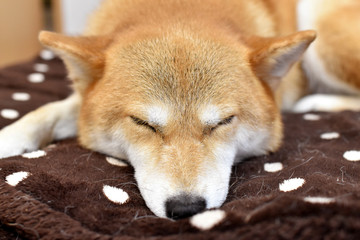 柴犬・睡眠・アップ