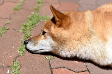 柴犬・ひなたぼっこ