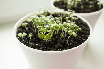 Ocimum basilicum. Basil seedlings in white pot. Green seedlings aromatic herb, young plants, leaves, gardening