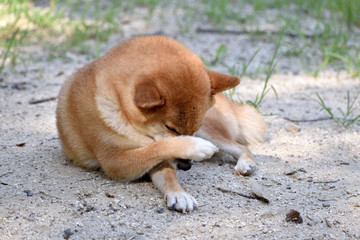 柴犬・掻く