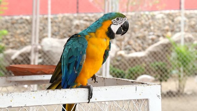 Close up colorful parrot macaw 
