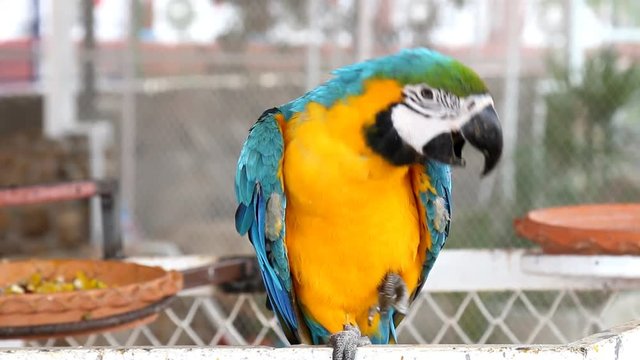 Close up colorful parrot macaw 
