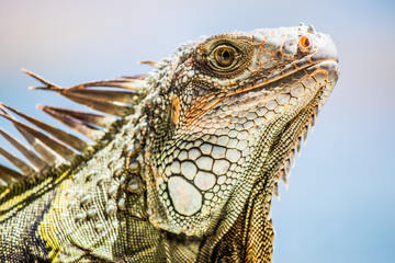 iguana