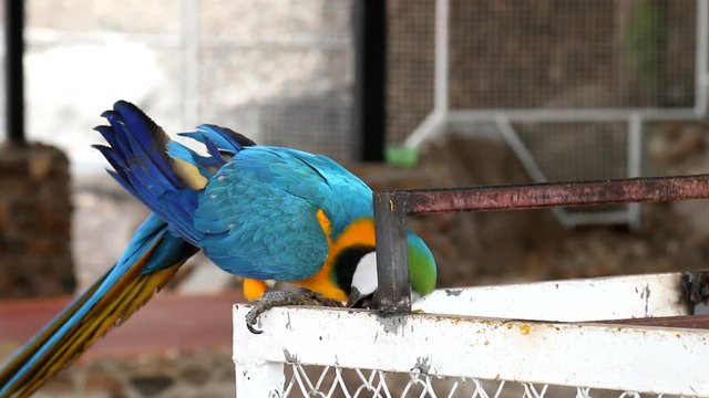 Close up colorful parrot macaw 
