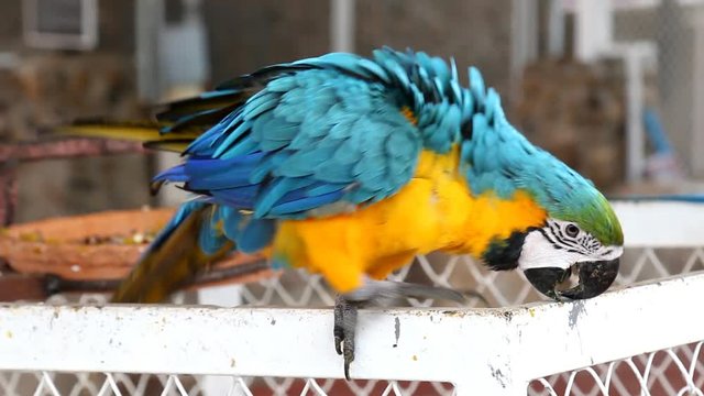 Close up colorful parrot macaw 