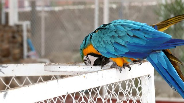 Close up colorful parrot macaw 