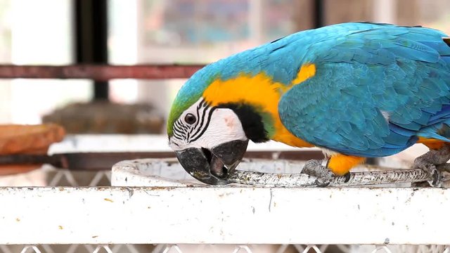 Close up colorful parrot macaw 