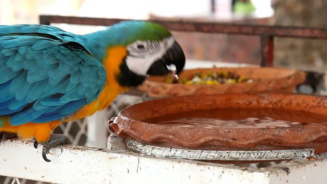 Close up colorful parrot macaw 