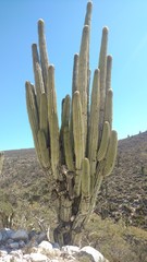 cactaceae