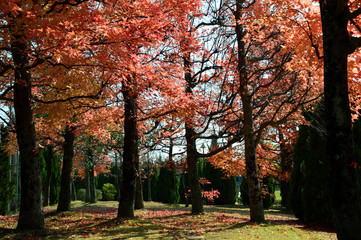 フウの紅葉