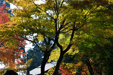 古寺の紅葉