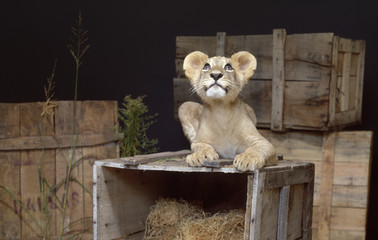 Lion cub on wooden crate