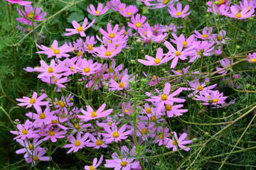 Obraz premium 秋桜、コスモス