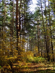 Fototapeta na wymiar colors of autumn, Uktussky Forest Park, Ekaterinburg, Russia