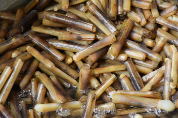 Snail shells in basin at Don Hoi lot in Samut songkham , Thailand.