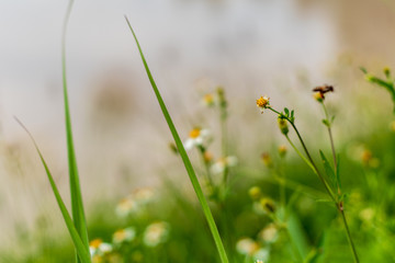 Small grass The pollen to bees and insects for food.