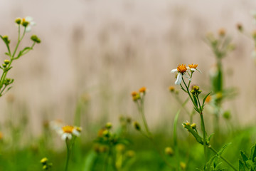 Small grass The pollen to bees and insects for food.
