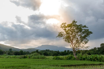 Fields that start growing in the rainy season.