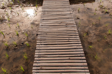 Rice fields have just started to grow. And bamboo is made into bridges, walkways and lounges.