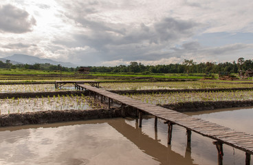 Fototapeta na wymiar Rice fields have just started to grow. And bamboo is made into bridges, walkways and lounges.