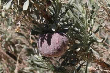 Sagebrush Pod