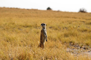 A Meerkat (Suricata suricatta) standing in grassland - Botswana.
