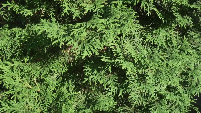 Beautiful green tree branches of Thuja stock footage video