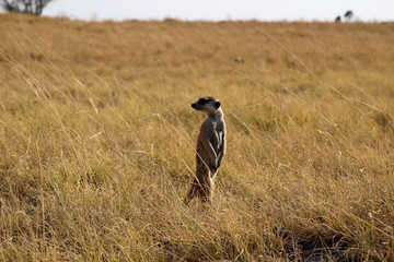 A Meerkat (Suricata suricatta) standing in grassland - Botswana.