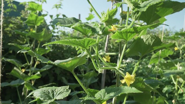 High lashes with cucumbers grow in garden stock footage video
