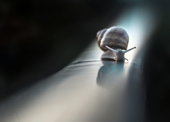 Fototapeta ślimak wędruje po torach kolejowych obraz