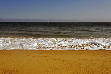 A flying seagull over the waves in the ocean in Malibu, Los Angeles, USA IN SUMMERTIME