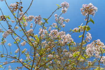 Flowers of Paulownia on blue sky background