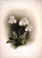 Illustration of flower