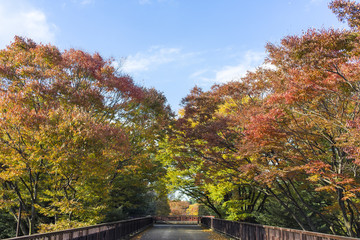 東京の秋　紅葉した公園の木々