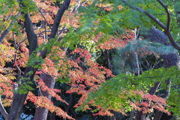 色づいた公園の木々