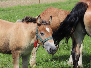 A family of red workhorses grazes on lush green grass. Stallions and adult traction horses. Animal husbandry and farming. Education of the offspring and adulthood. Ecology of production and human help