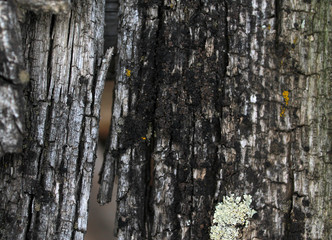 Lichen moss growing on the bark of a tree. Texture of tree bark with dry moss.