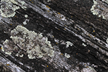 Lichen moss growing on the bark of a tree. Texture of tree bark with dry moss.