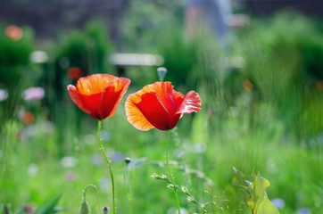 Fototapeta na wymiar Poppy flowers field nature spring background. Blooming Poppies. Rural landscape with red wildflowers.