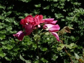 Obraz premium La Granja de San Ildefonso