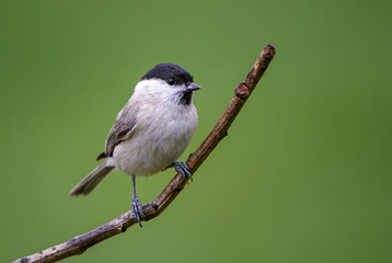Fototapeta premium Marsh Tit - Parus palustris, beautiful black capped perching bird from Old World forests and woodlands.