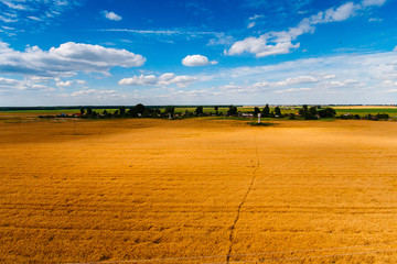 Golden grain field landscape. Blue sky above farmland © korsarid
