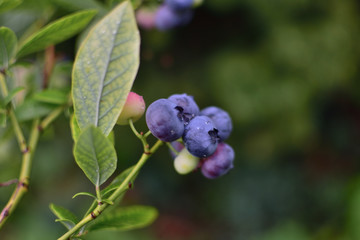 close-up purple and green berries of a blueberry in transparent rain drops on a green blurred background