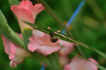 close-up of a snail in the sink against the background of a pink gladiolus