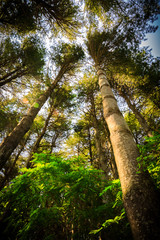 Green Forest Trees in Perspective
