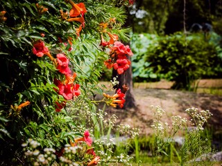 두물머리 세미원
