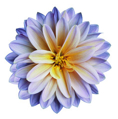 Chrysanthemum flower blue-yellow   on a white isolated background with clipping path  no shadows.  Closeup.   For design.   Nature.