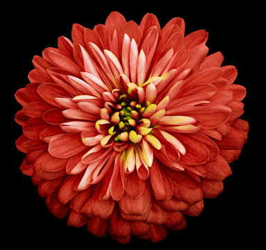 Chrysanthemum   bright red  flower on the black isolated background with clipping path.  Closeup no shadows. Garden  flower.  Nature.